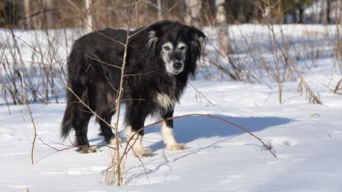 Igor på sin sista promenad, den 8 april 2013. En fin vinterdag när skaren höll.