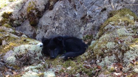 En skuggig plats på Solsidan. Ivars blivande viloställe?
