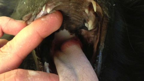 Säkert inte lätt att äta med en så svullen tunga.