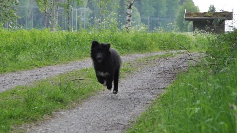 Ivar på skogspromenad, - i högt tempo.