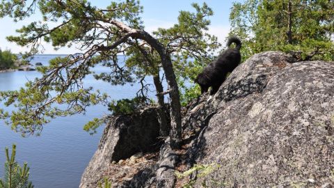 Midsommarafton 2013. Ivar testar gränserna.