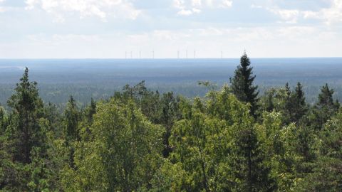 Från utsiktstornet på Lauhanvuori ser man skog vart än man ser.