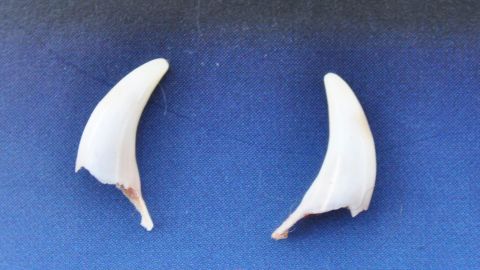 Ivars mjölktänder som han tappade vid 5 1/2 månads ålder.