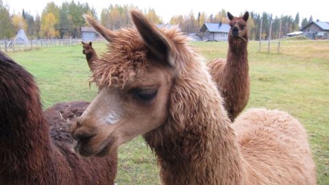 Alpacka02130913