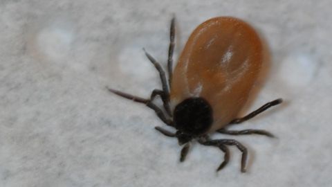 Skogsbässen som borrat in sig på Ivar den 2 november 2013