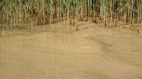 Rikligt med pollen i vår vik, den 7 juni 2014.