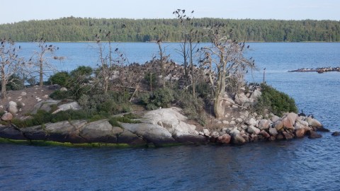 Holmen i Stockholms skärgård är öde och ful efter skarvarnas framfart.