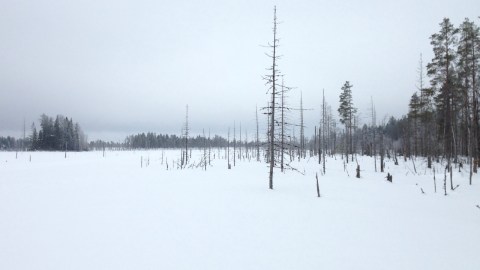 Mycket snö och speciell natur vid Niinistönjärvi.