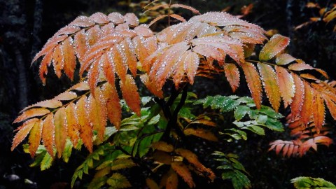 Naturen bjuder på vackra höstfärger även mulen dag.